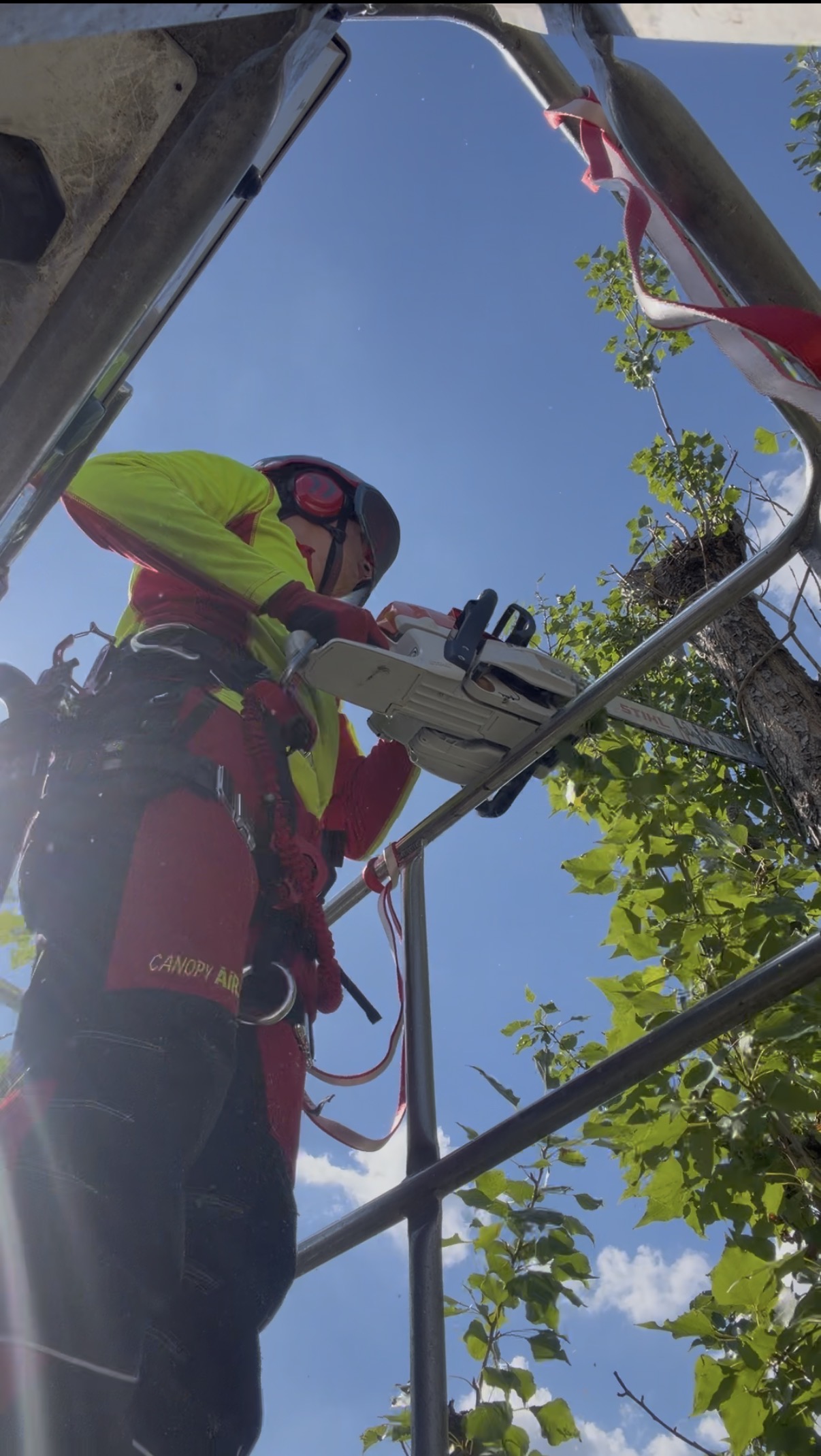 Arbortysta z pilarką w koszu podnośnika przy starej topoli
