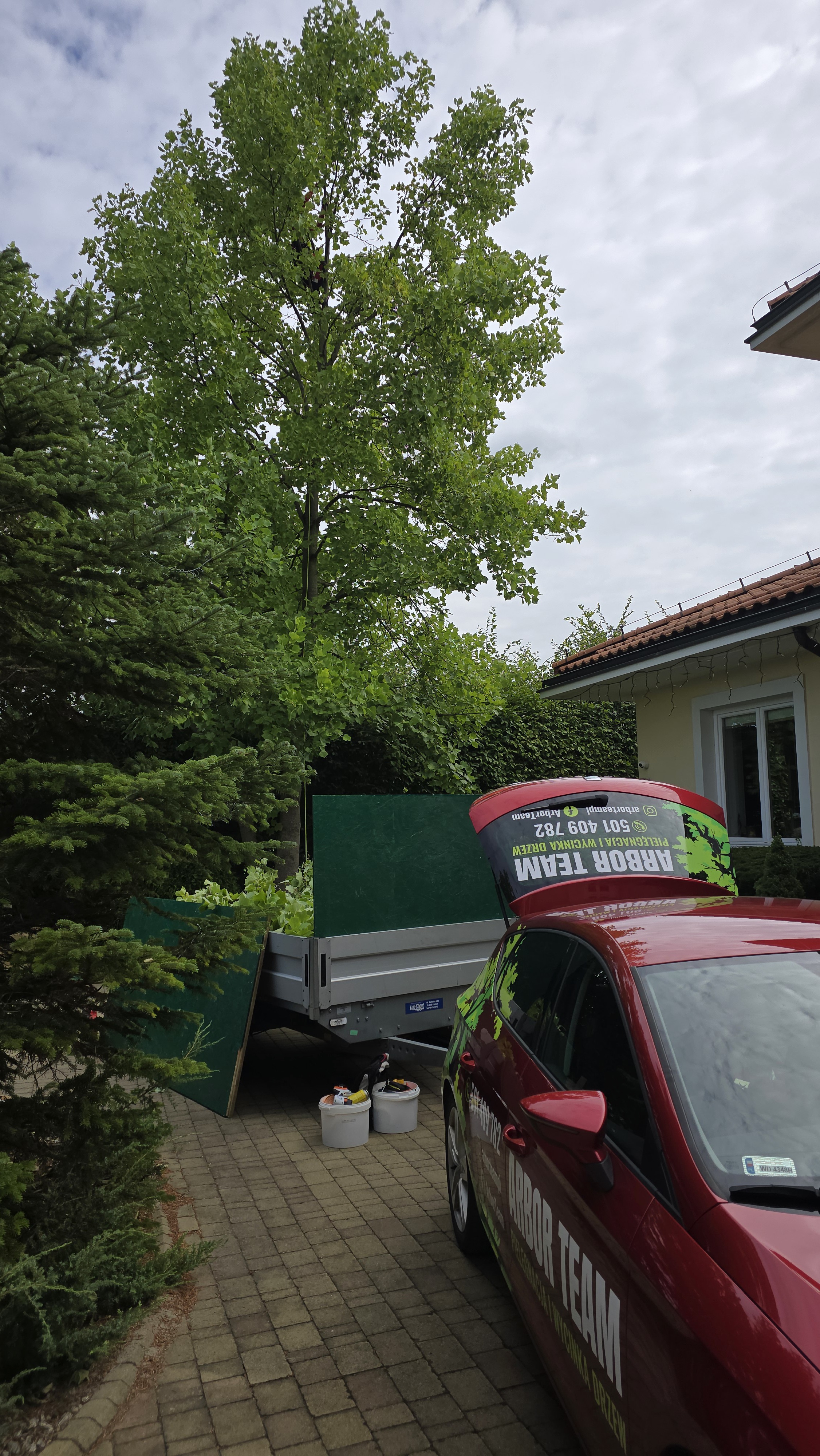 Auto ARBOR TEAM z przyczepą pełną odciętych gałęzi platana