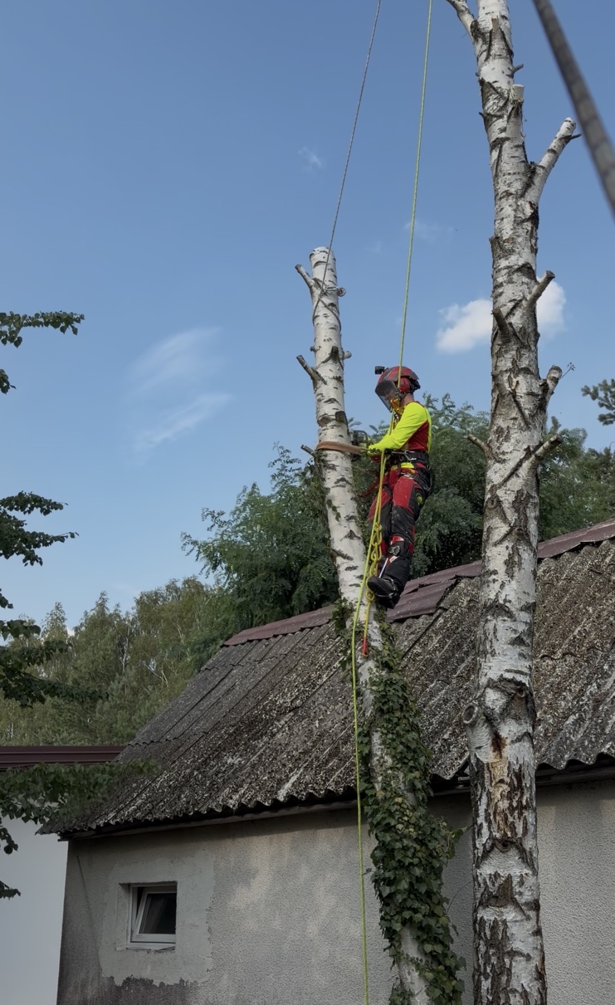 Arbortysta w uprzęży pracujący piłą w koronie wysokiej brzozy