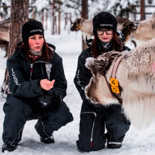 Reindeer encounter