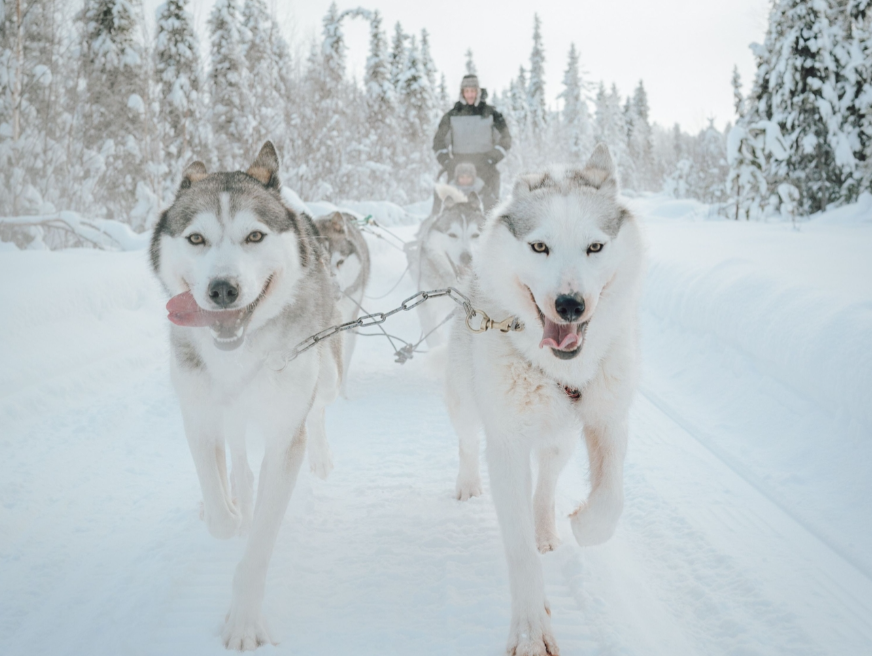 Rovaniemi Arctic Escape