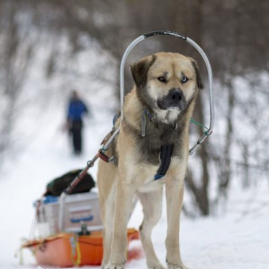 Snowshoe walk and ice fishing with husky