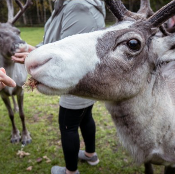 Visit to a reindeer farm from Arctic SnowHotel