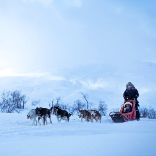 Self-drive Dog Sledding in Tromsø