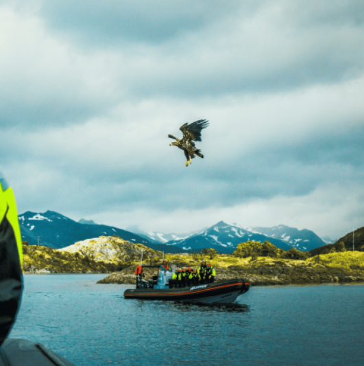 Sea Eagle Safari by RIB
