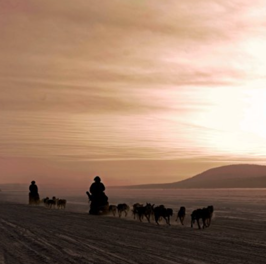 Dog sled transfer