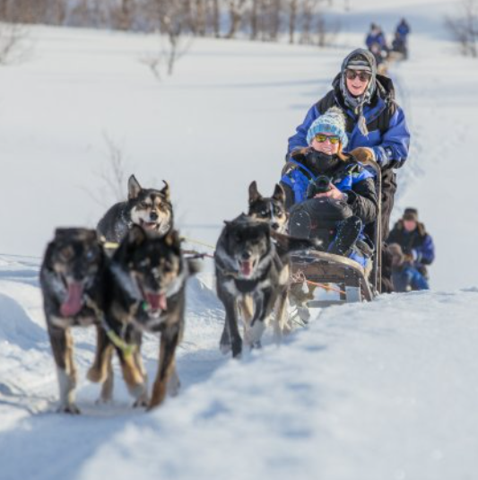 Dog Sledding, day trip to Lyngsfjord