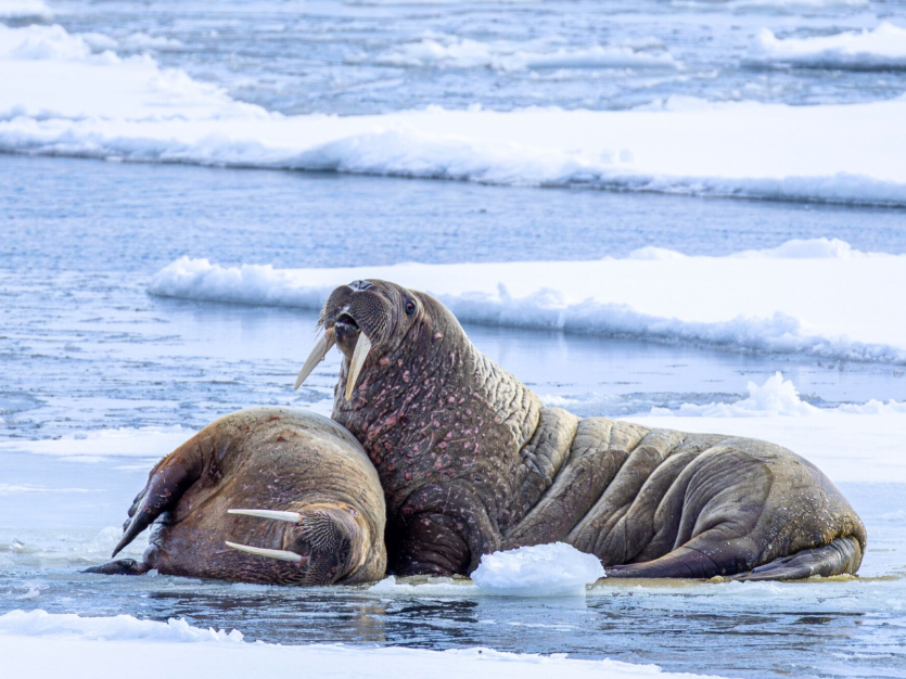 Svalbard Expedition Cruise (Wednesday dep.)