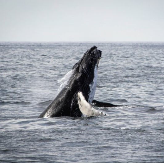 Silent Whale Watching in Tromsø