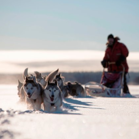 Dog Sledding