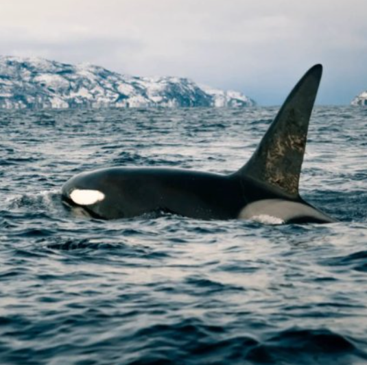 Fjord tour & whale watching in Alta