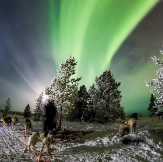 Northern Lights Dog Sledding in Kirkenes