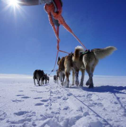 Dog Sledding in Alta