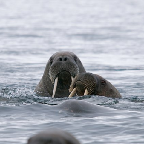 Walrus Safari ใน Longyearbyen