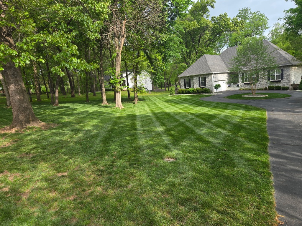 Fall leaf removal from lawn with red maple trees