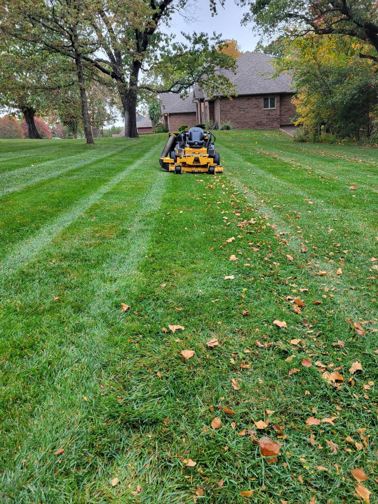 Clean striped backyard lawn with large oak trees