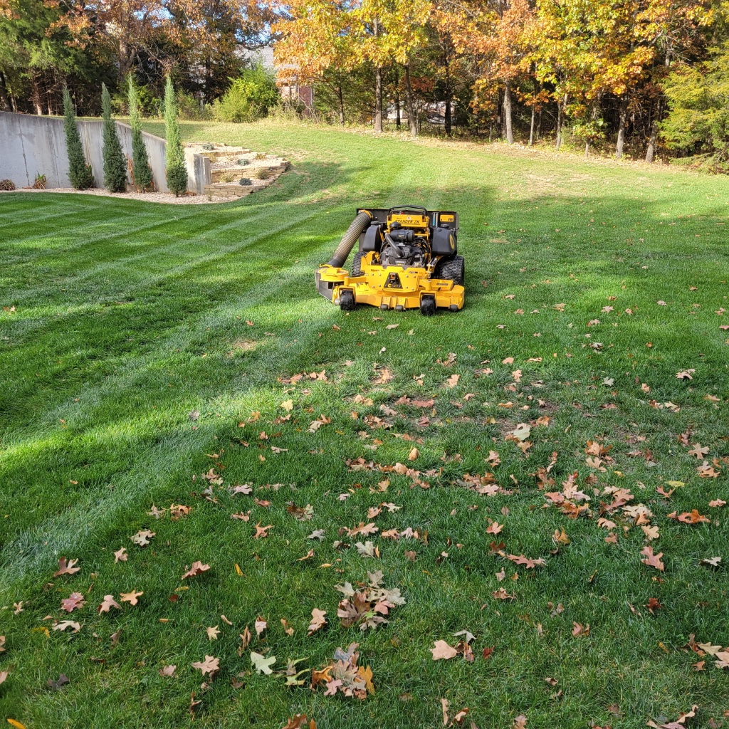 Striped residential front lawn with mature oak trees