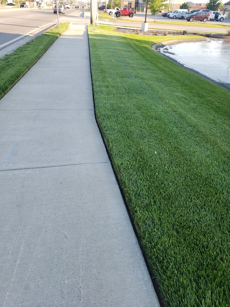 Striped residential lawn with mature oak canopy
