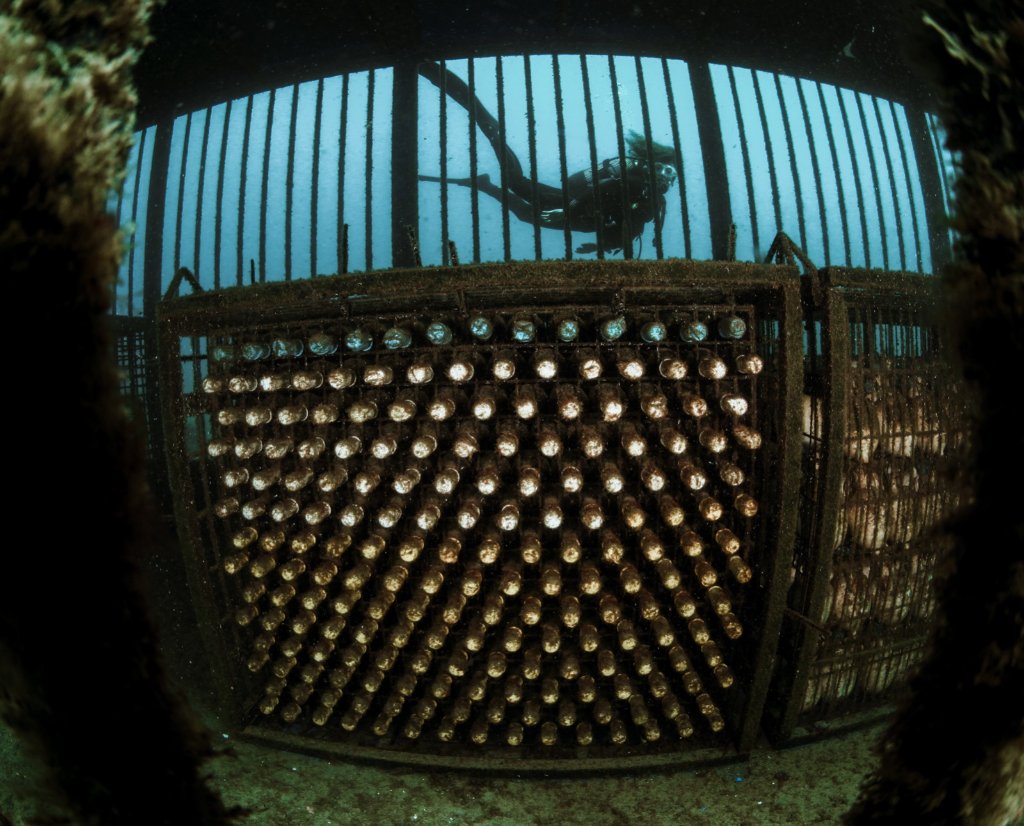 Bodega submarina — botellas de vino sumergidas en el fondo del océano