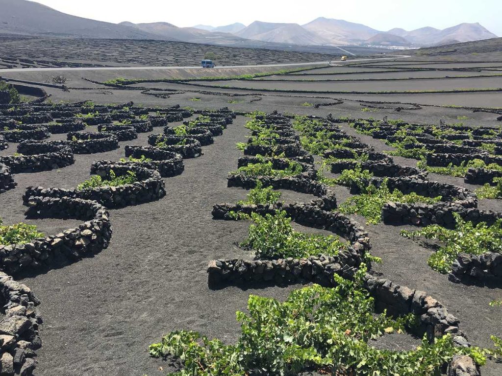 Viñedos de La Geria, Lanzarote — zocos en ceniza volcánica