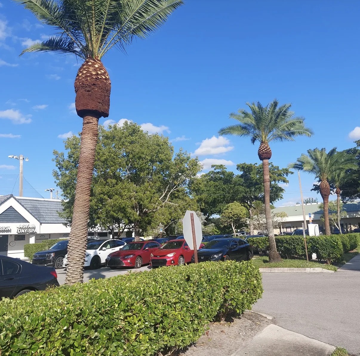 Commercial Landscaping