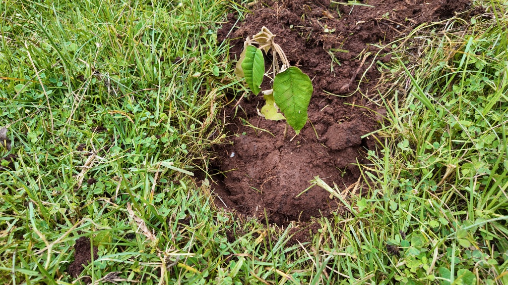 Hands carefully placing seedling into prepared ground, Manguo Wetland restoration, November 2025