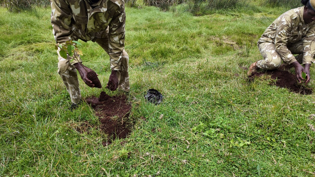 Community restoration activity at Manguo Wetland near Limuru, Kenya, November 2025