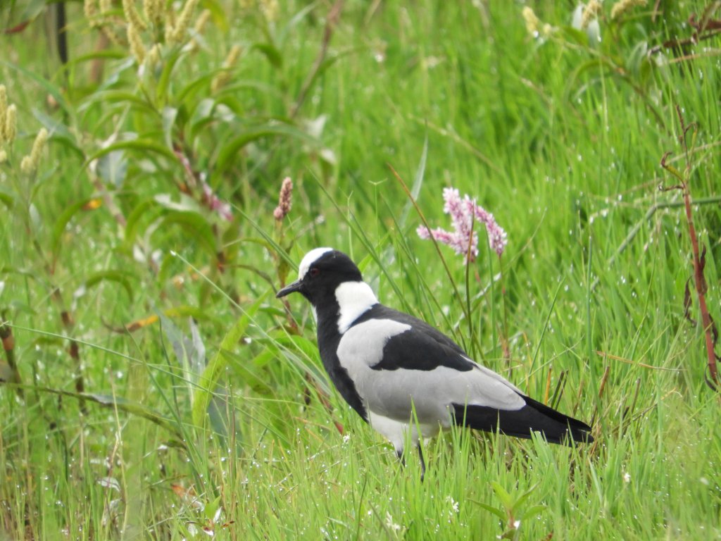 Blacksmith Lapwing bird standing in lush green wetland grass among pink flowering water knotweed at Manguo Wetland, Limuru, Kenya