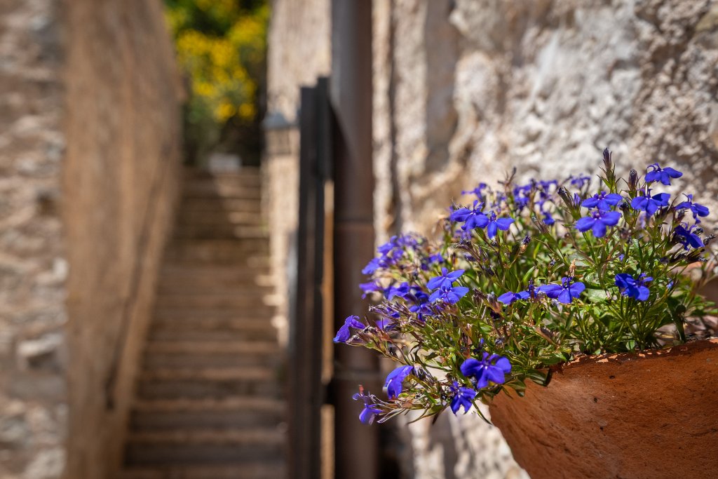 Blue flowers in terracotta pot at Casale Carla