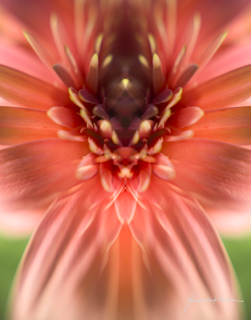 In Full Bloom