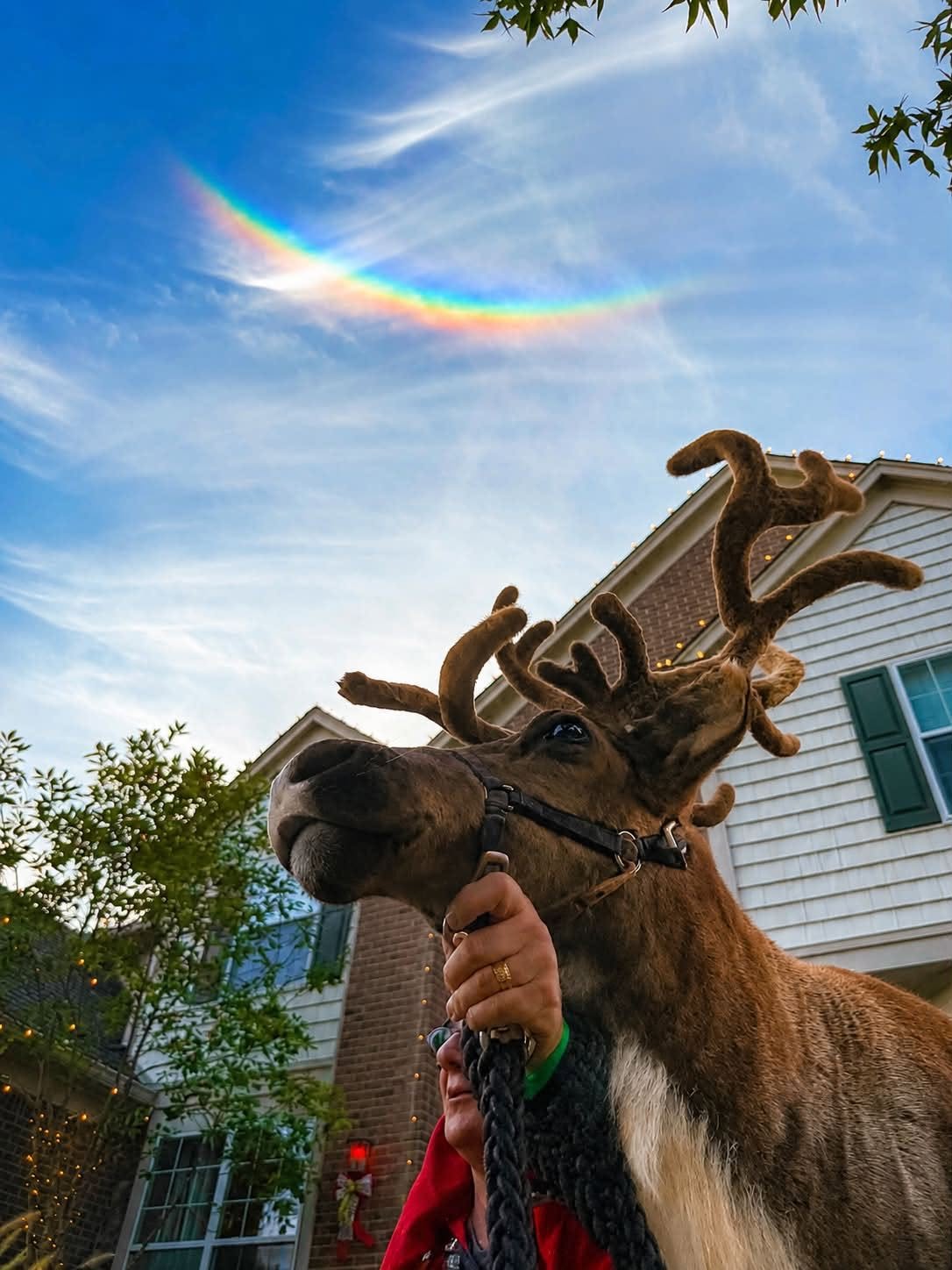 Reindeer at the Christmas for Lorie event with a rainbow in the sky