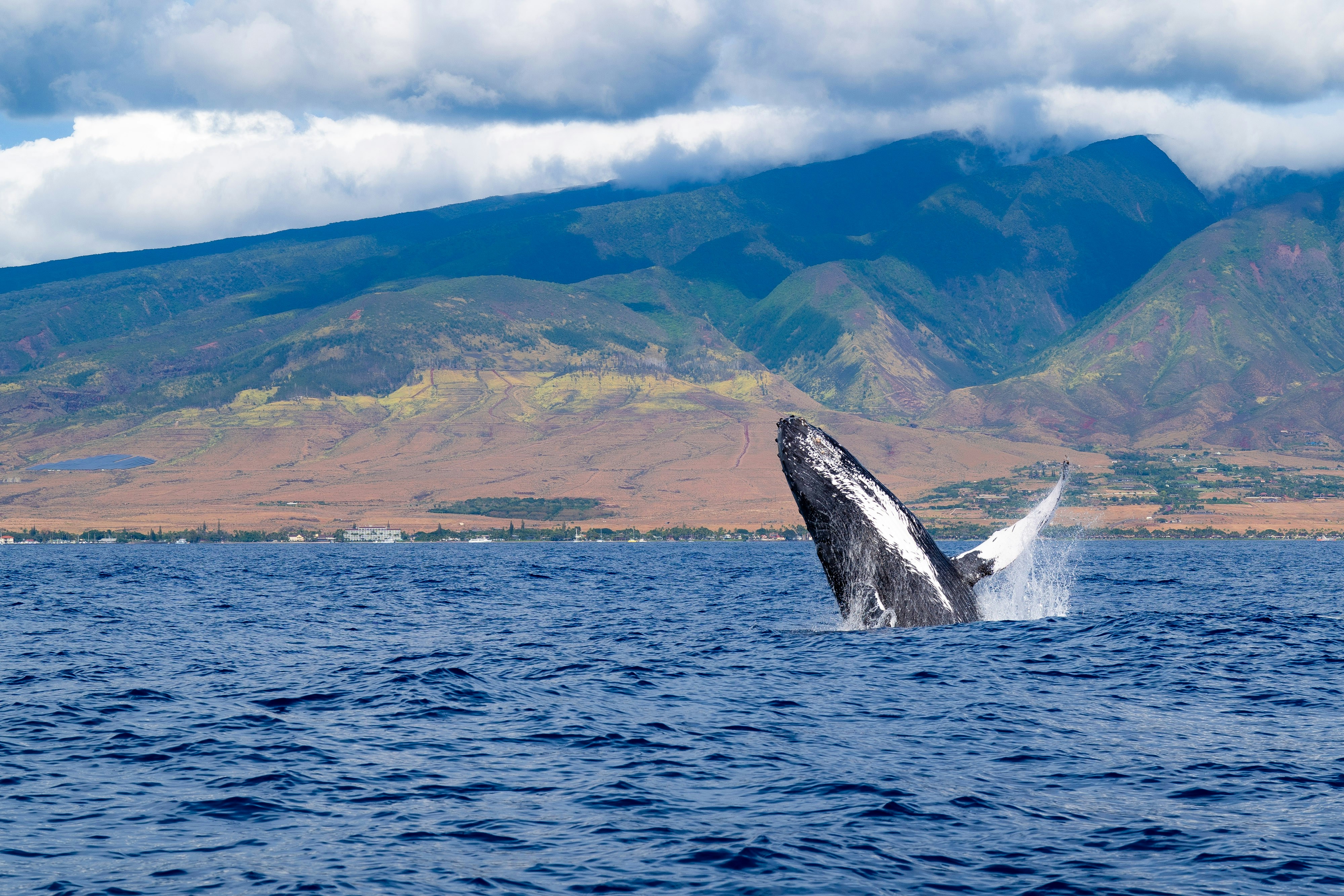 Humpback whale breaching off the West Maui coastline near Kapalua