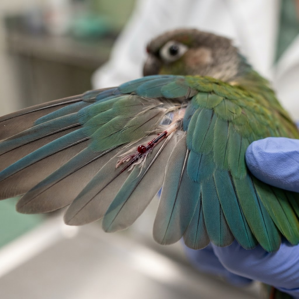 Bird Broken or Bleeding Blood Feather: When to Worry