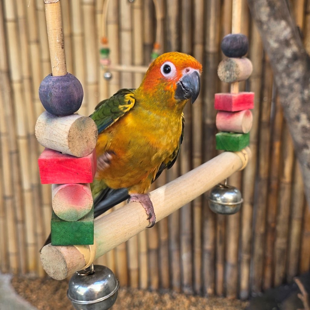 Sun Conures