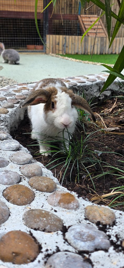 The Lop-Eared Gentleman
