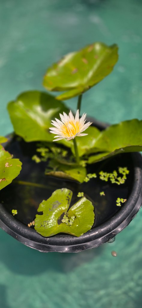 Flower from the koi pond