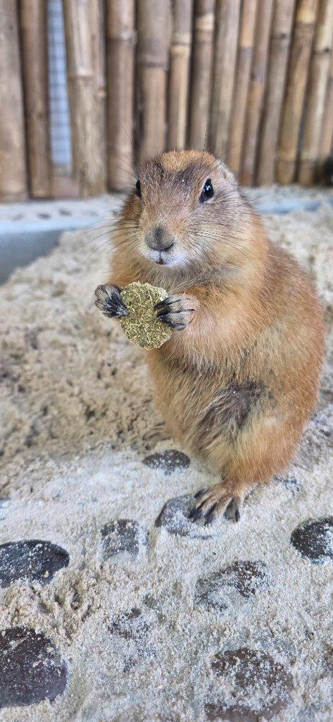 Hazelnut