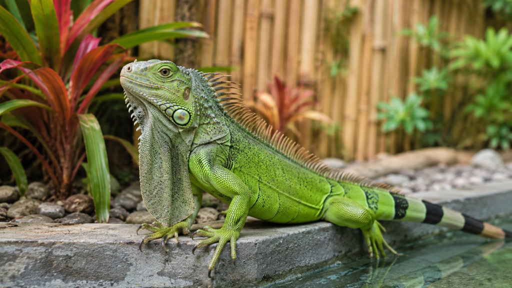 Green Iguana