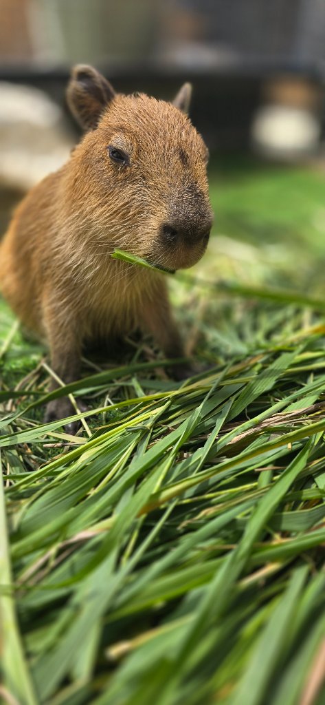 Pika
