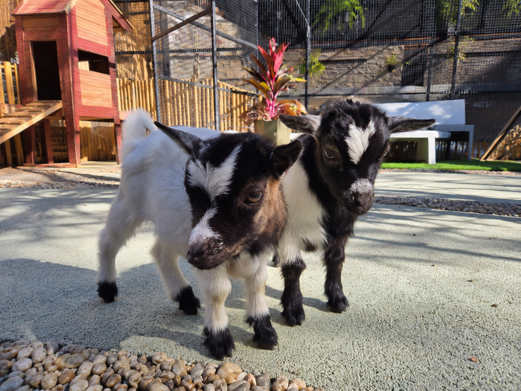 Pygmy Goats