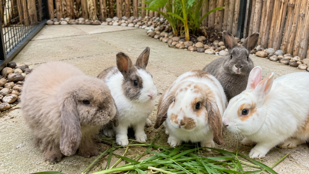 Rabbits