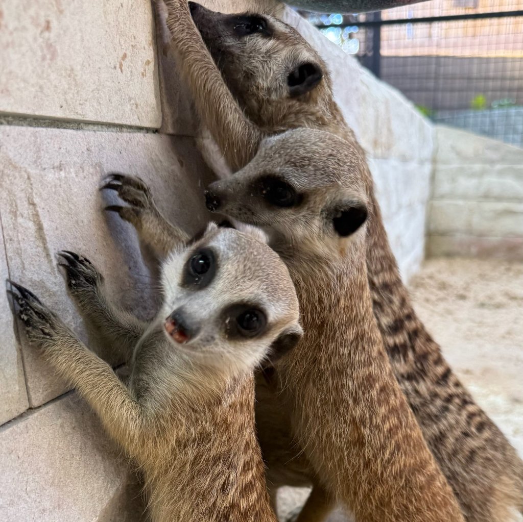 Meerkats