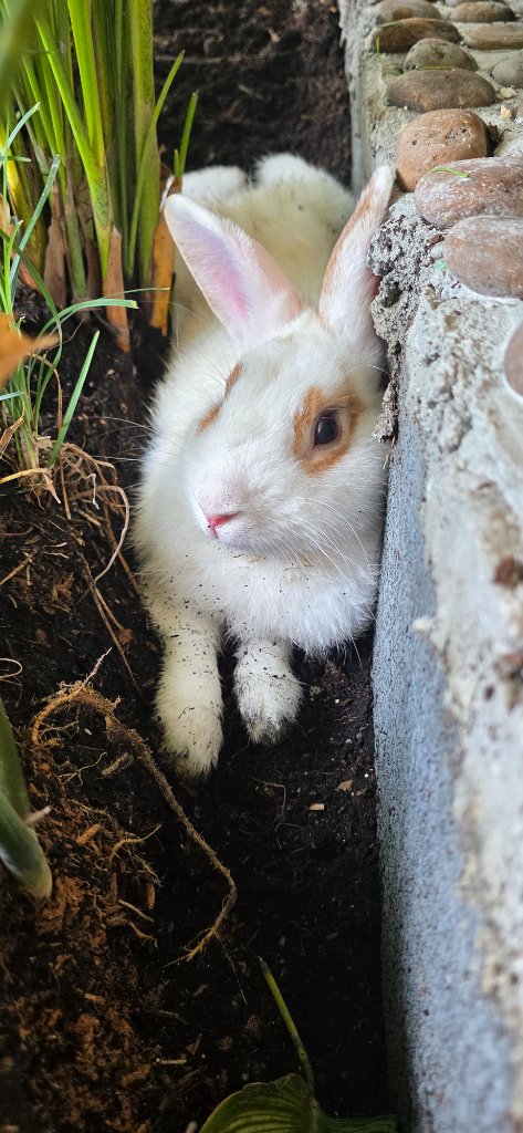 The Rabbit Boys