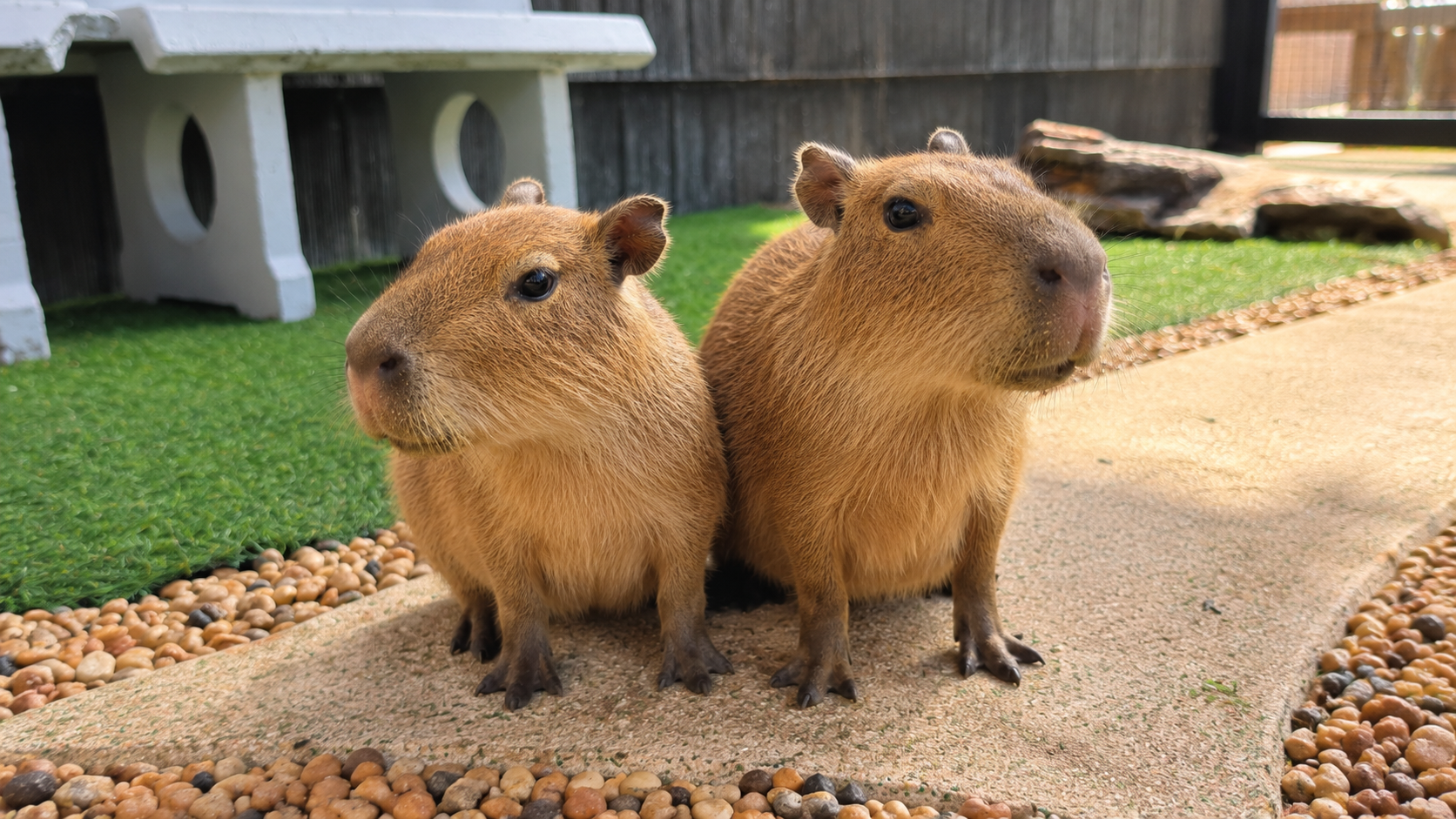 Capybaras