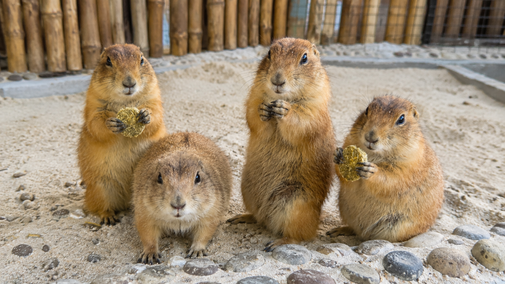 Prairie Dogs