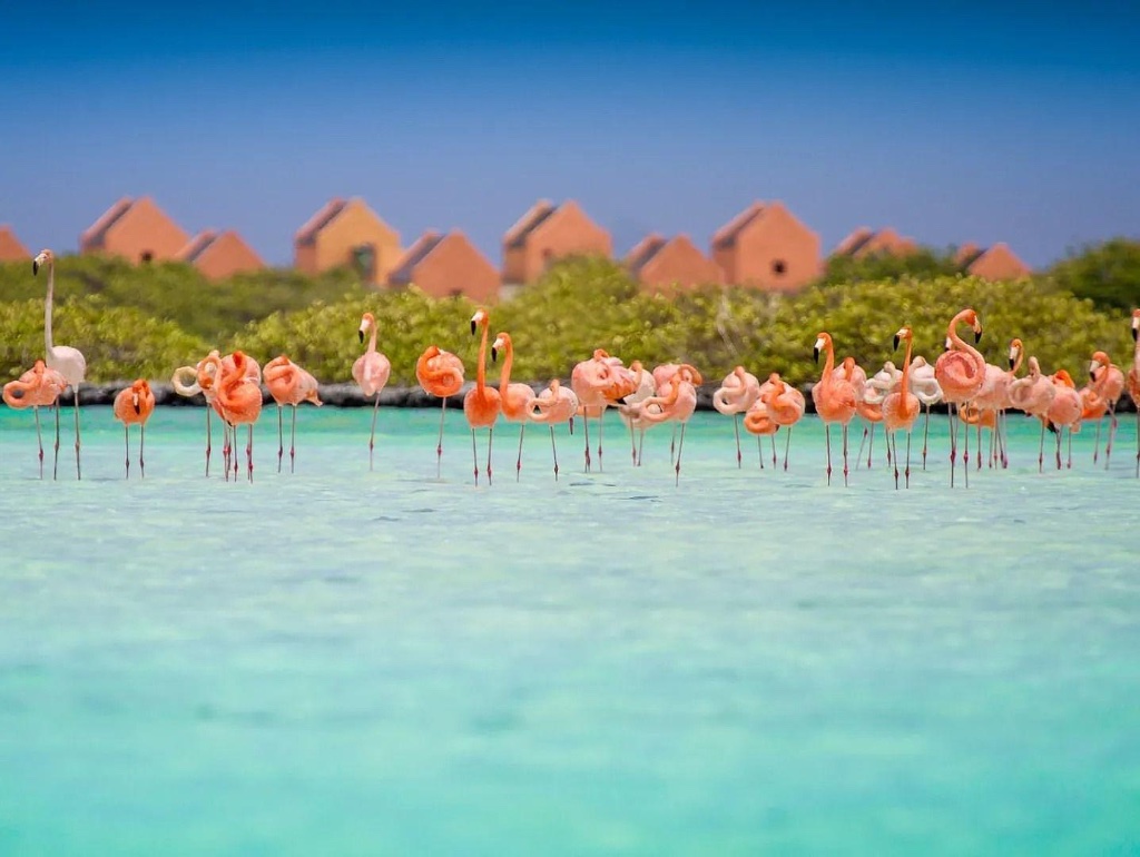 Flamingos & Nature