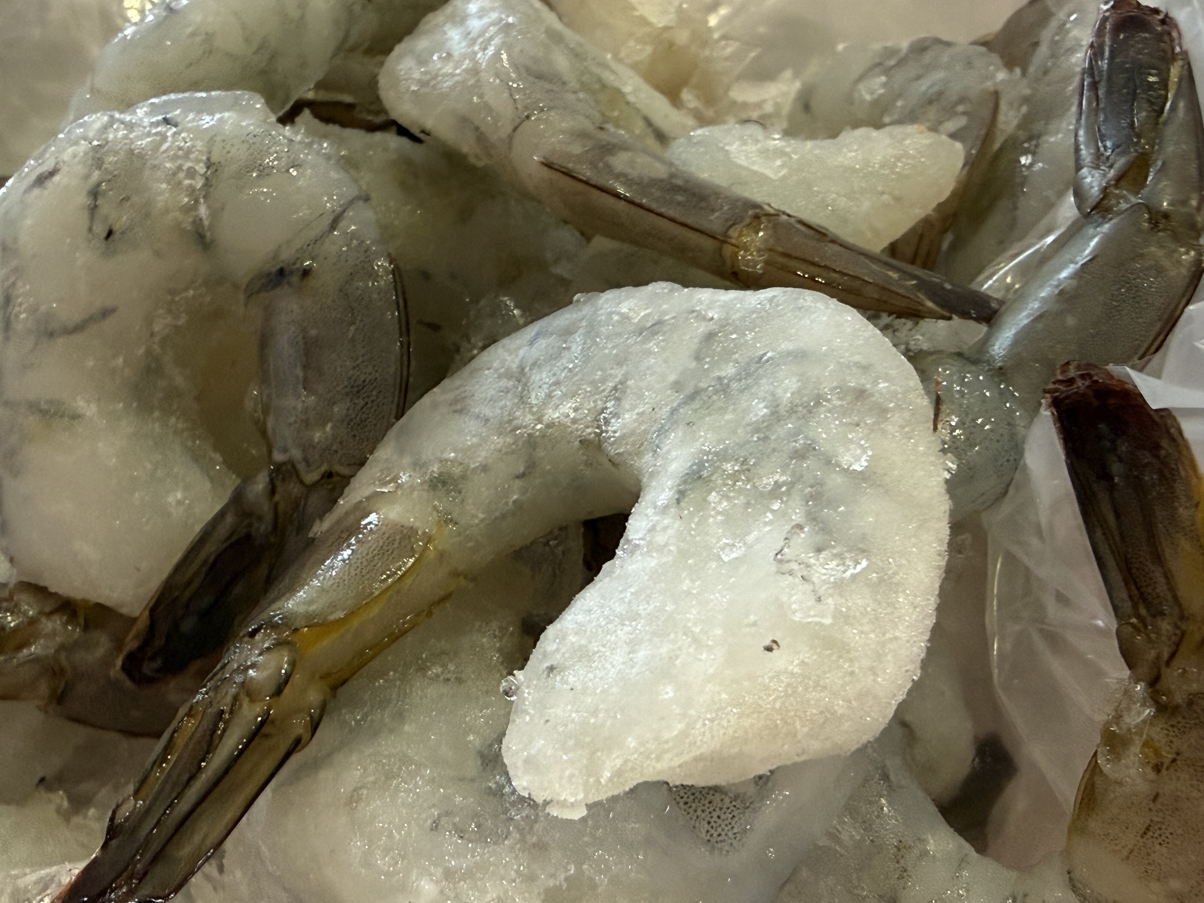 Shrimp
