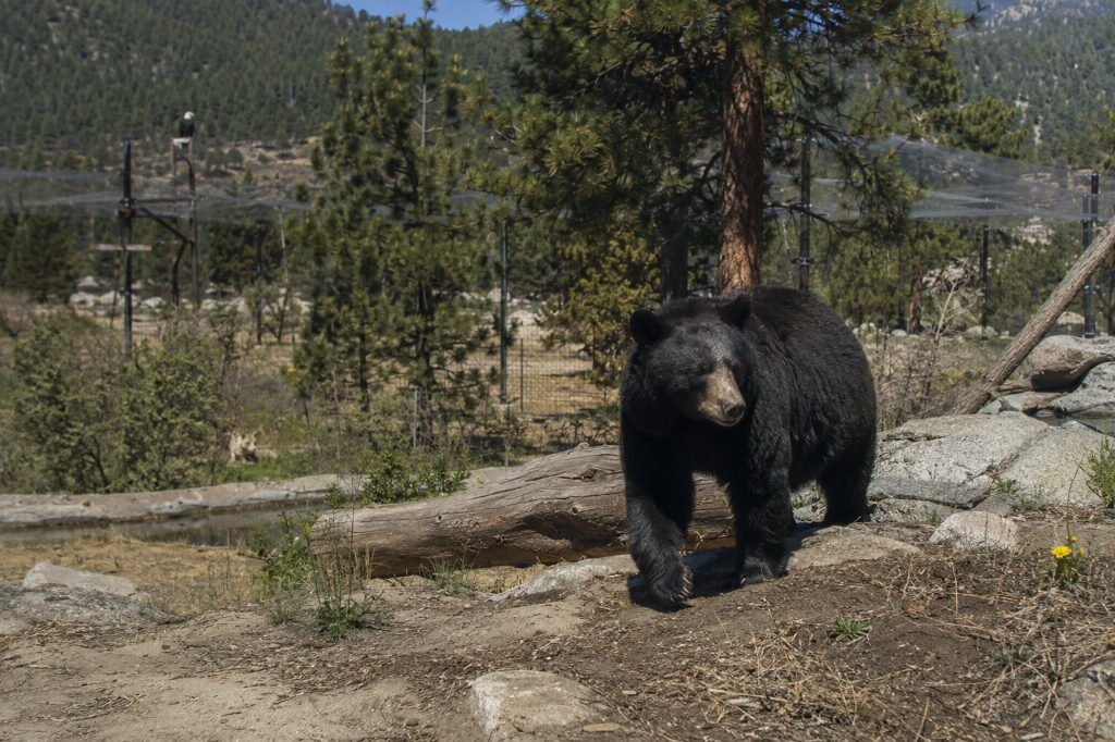 Big Bear Alpine Zoo