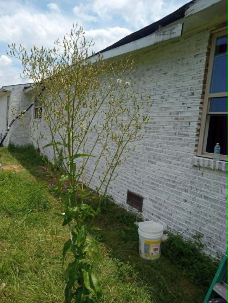 Side wall — in progress