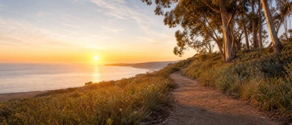 A serene coastal trail at golden hour winding through eucalyptus trees toward the ocean, symbolising the journey of giving